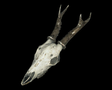 Image of Animal Skull