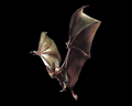 Image of Bat