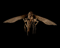 Image of Flying Bug