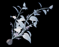 Image of Bunch of White Sage