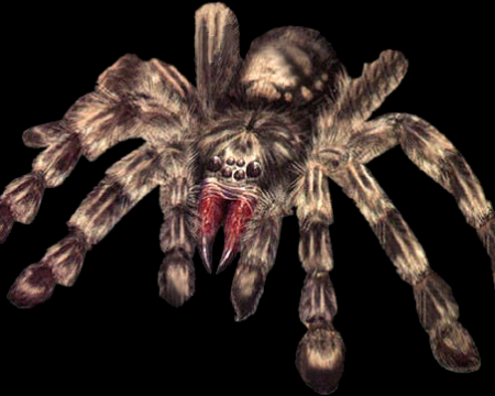 Image of Giant Spider