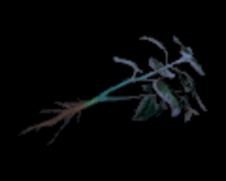 Image of Blue Herb