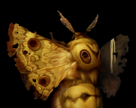 Image of Giant Moth
