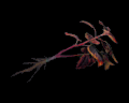 Image of Red Herb