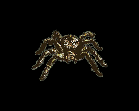 Image of Small Spider