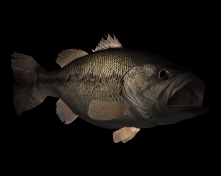 Image of Black Bass (L)