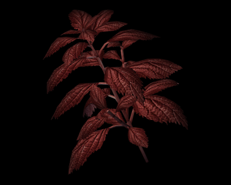 Image of Red Herb