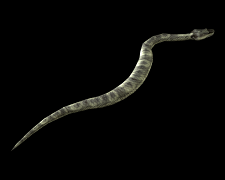 Image of Snake