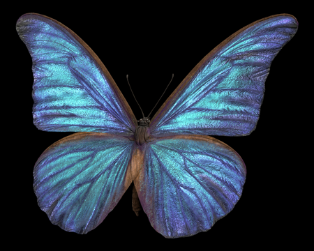 Image of Blue Butterfly