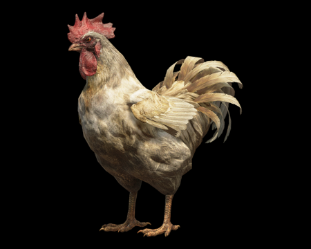 Image of Chicken