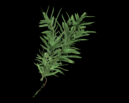 Image of Green Herb