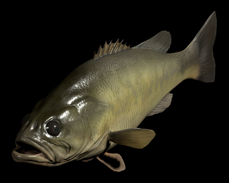 Image of Lunker Bass