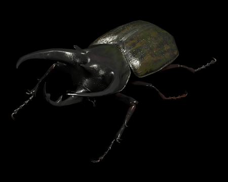 Image of Rhinoceros Beetle