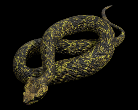 Image of Viper