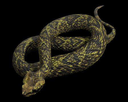 Image of Viper