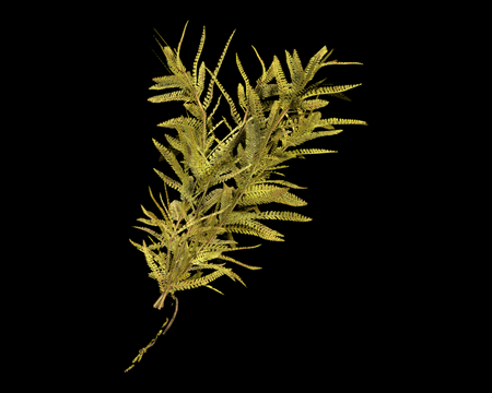 Image of Yellow Herb