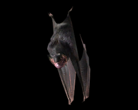 Image of Bat