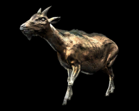 Image of Goat