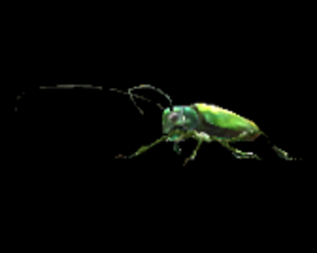 Image of Jewel beetle