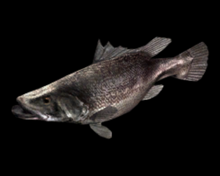 Image of Nile Perch
