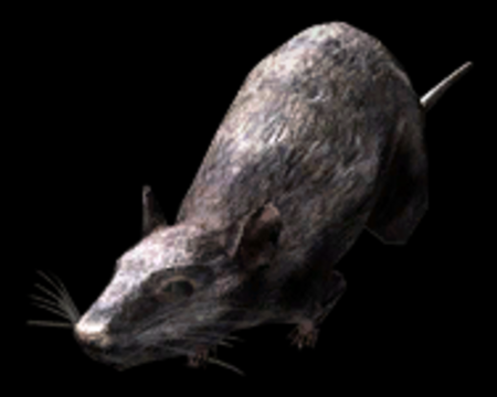 Image of Rat