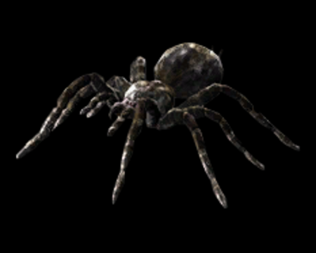 Image of Spider