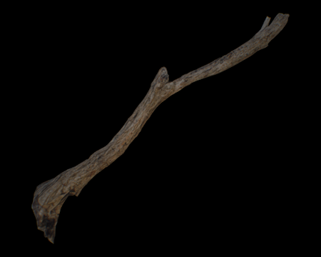 Image of Tree Branch
