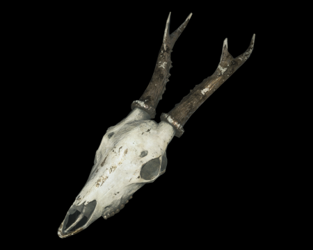 Image of Animal Skull