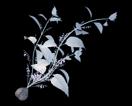 Image of Bunch of White Sage