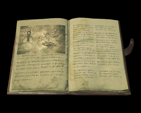 Image of Insect Observations Journal
