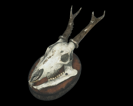 Image of Mounted Animal Skull