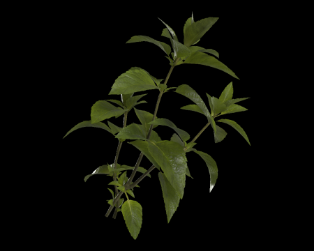 Image of Green Herb