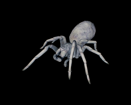 Image of Small Spider