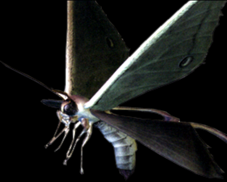 Image of Moth