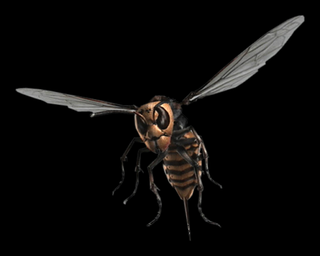 Bee Image of Bee