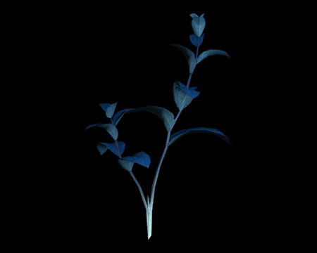 Image of Blue Herb