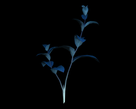 Image of Blue Herb