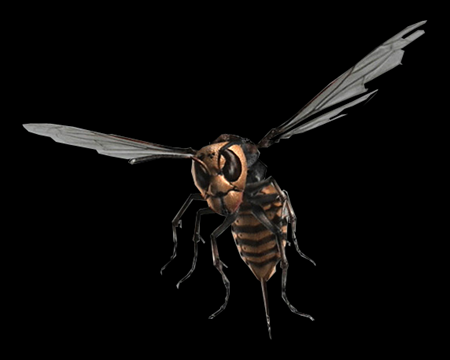 Image of Giant Wasp