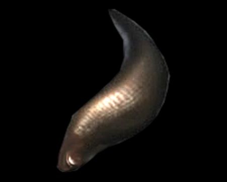 https://www.evilresource.com/images/data/full/reoutbreak/small-leech.png