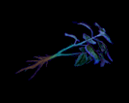 Blue Herb, Recovery item, Recovery items, Item, Items, Resident Evil Surviv...
