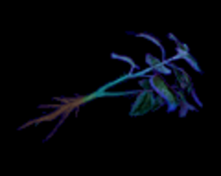 Blue Herb, Recovery item, Recovery items, Item, Items, Resident Evil Surviv...