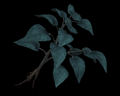 Image of 2 Blue Herbs