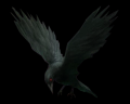 Image of Crow