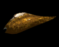 Image of Leech