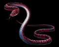 Image of 7 Adders