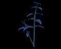 Image of 2 Blue Herbs