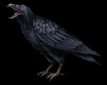 Image of 1 Crow