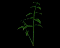 Image of 2 Green Herbs
