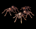 Image of Small Spider