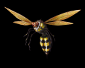 Image of Wasp